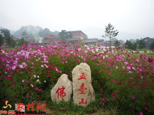 张娟：夏游五台山