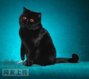 全球懵逼猫咪大全