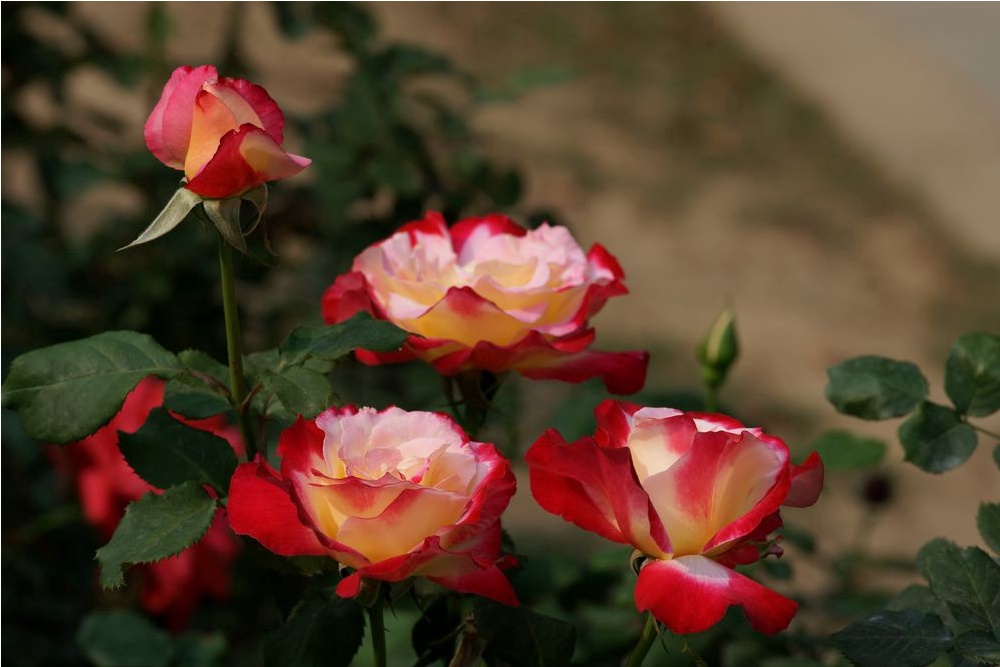 北京月季花海在哪里,北京最美月季景点