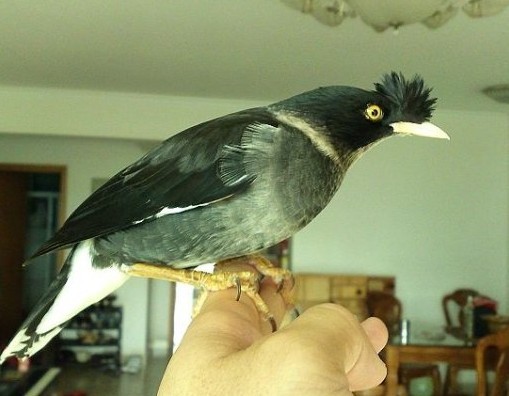 宠物知识在线解答,宠物八哥知识大全