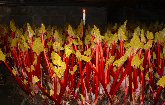 你认为西红柿是一种蔬菜还是水果,西红柿是水果还是蔬菜