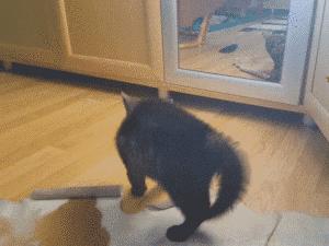 小狗偷吃口红拒不承认，铲屎的：喂，你当我是瞎吗！