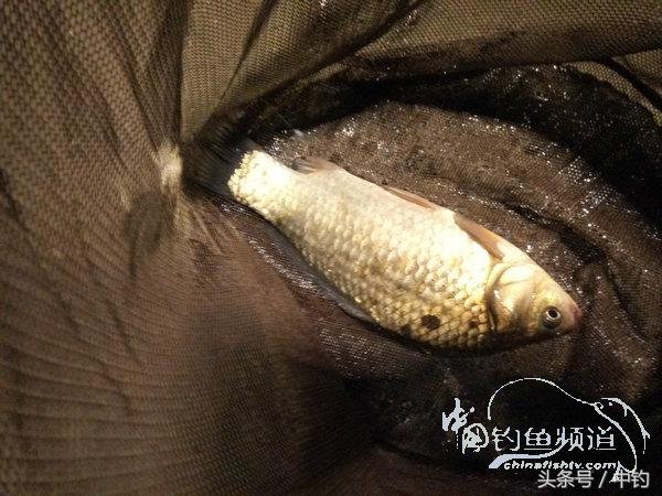 野钓日记第17期,野钓日记19天