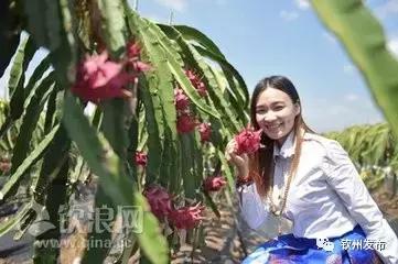 五一钦州旅游攻略及费用,钦州旅游活动