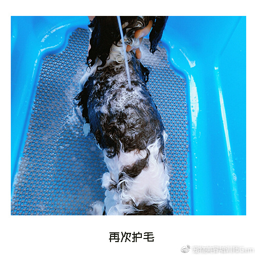 宠物美容学校第一节课学什么,宠物美容学习第一步