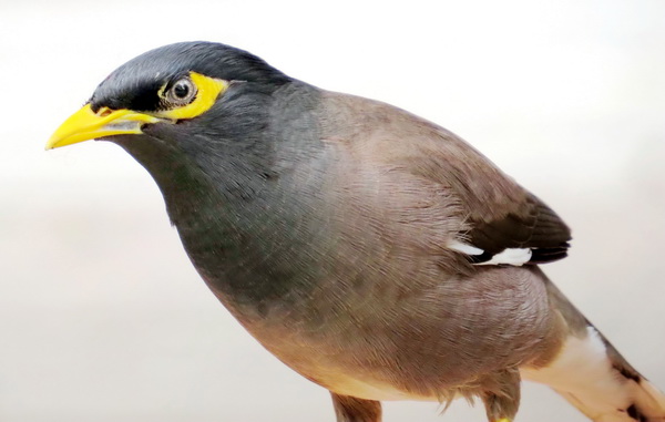 宠物八哥知识大全,八哥的饲养方法和训练