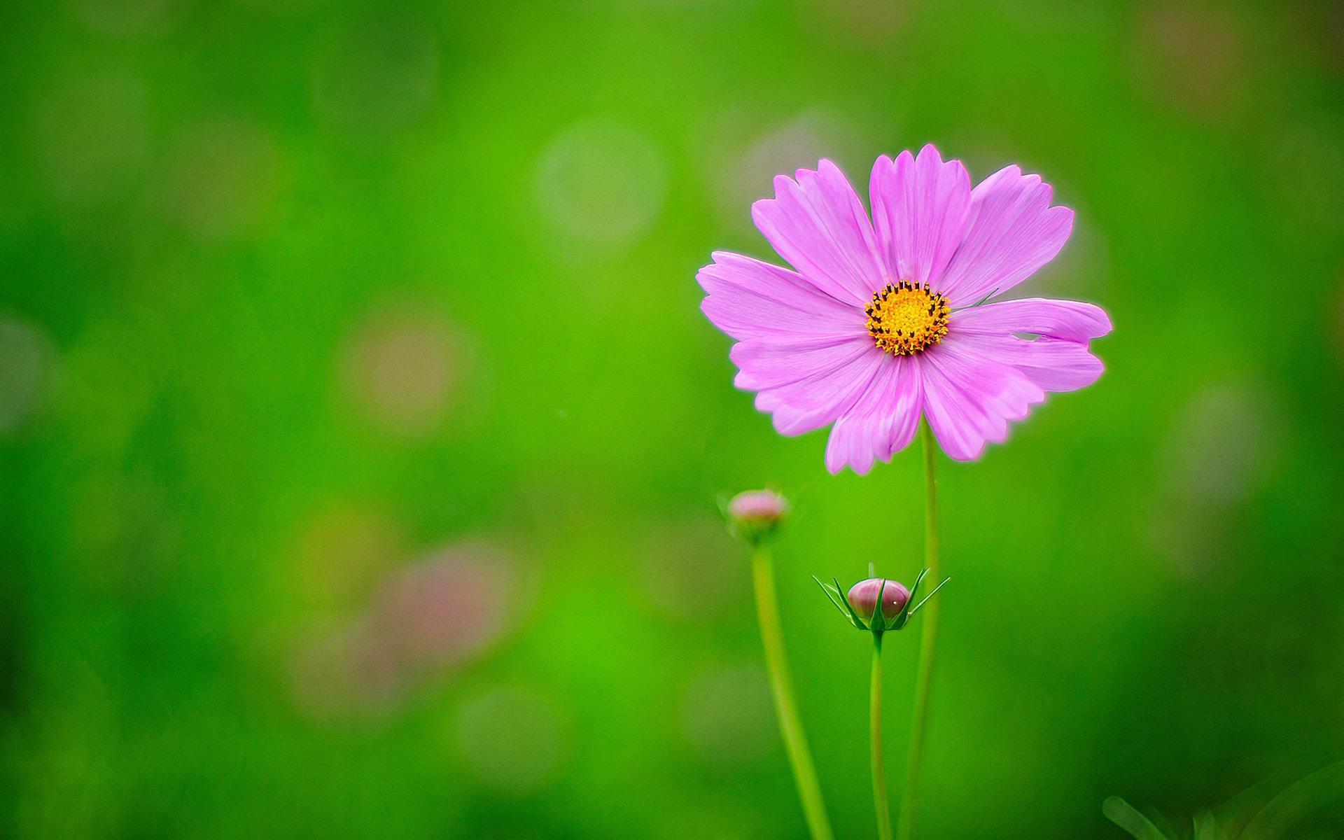生日专用花语大全,生日花语大全9月
