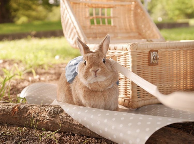 如果你养兔子了会怎样,养一只兔子会寂寞吗