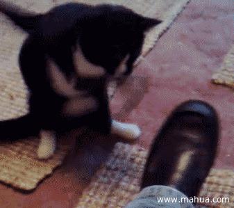 猫咪为了吃到肉有多努力,猫咪为了干饭努力的身影真感动