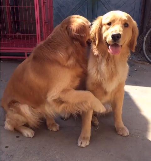 金毛对小孩儿温柔,金毛真是个暖男