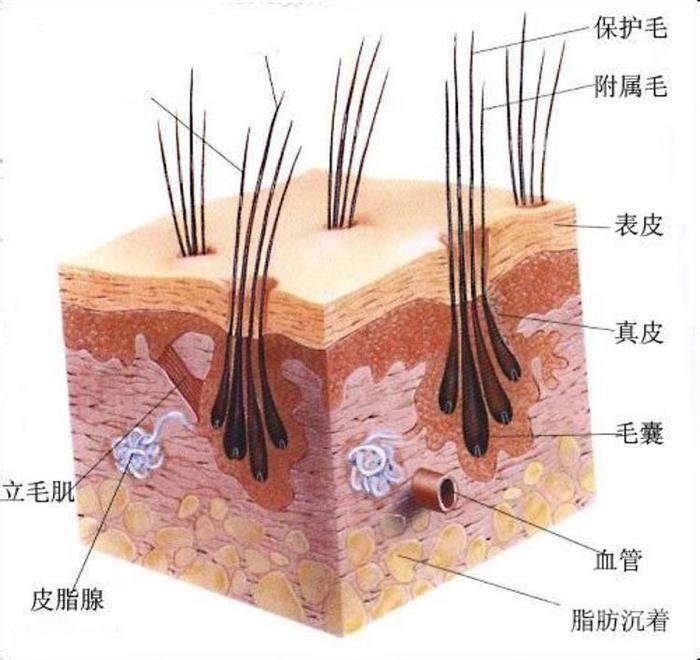 细软发质拉直很毛躁,细软发质烫法式卷偏直怎么回事