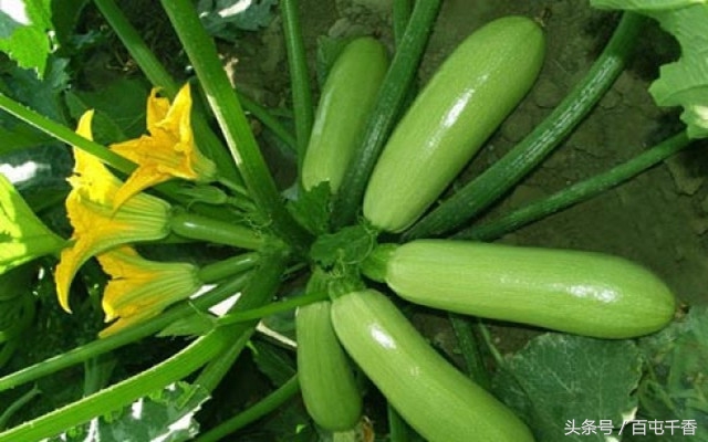 妊娠糖尿病可以吃西葫芦吗,黄色香蕉西葫芦糖尿病人能吃吗