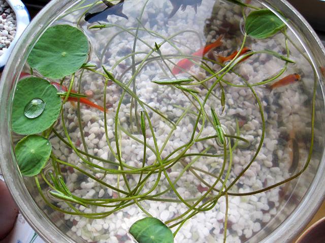 碗莲发完芽之后应该怎么养殖,用碗莲的种子养殖多久可以开花