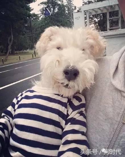 夏日养狗如何预防中暑,养狗的常识铲屎官