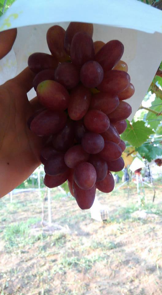 七星女王葡萄的优点和缺点,七星女皇葡萄简介