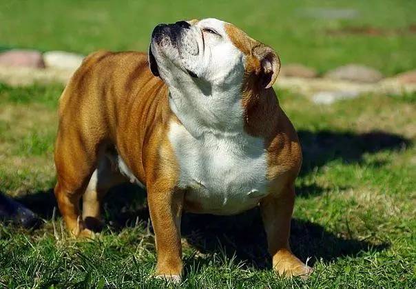 英国斗牛犬饲养方法,英国斗牛犬性格怎么样