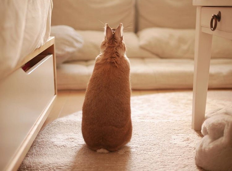 如果你养兔子了会怎样,养一只兔子会寂寞吗