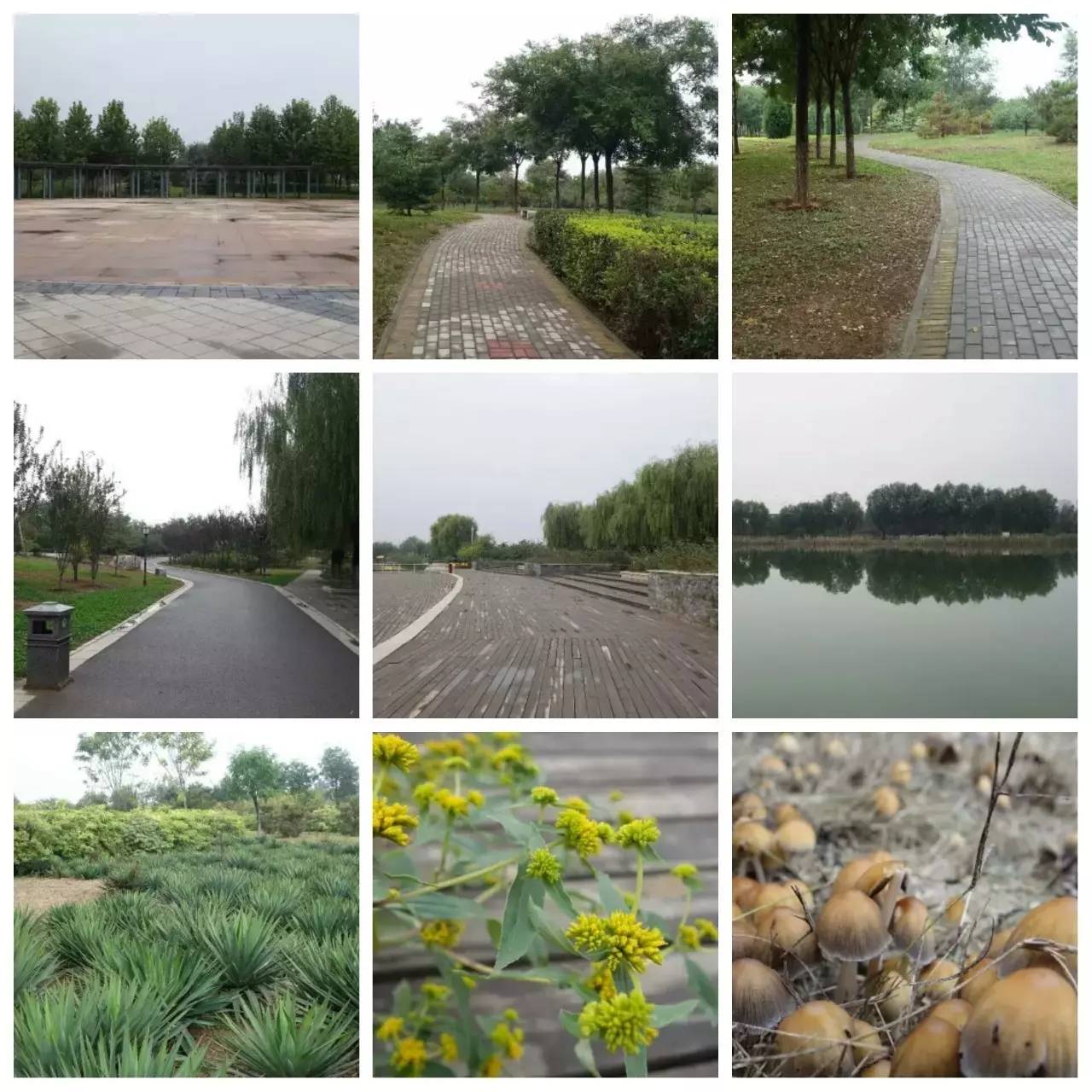 我用30万步,走遍石家庄公园