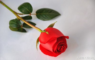 520送花文字表达,520送花花语玫瑰