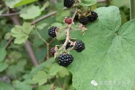 农村随处可见的野草,农村随处可见的草也能卖