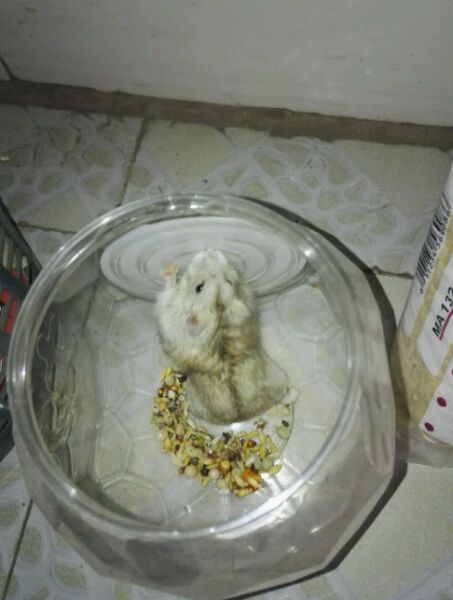 仓鼠被妹妹弄死了,女生养的仓鼠被咬死了