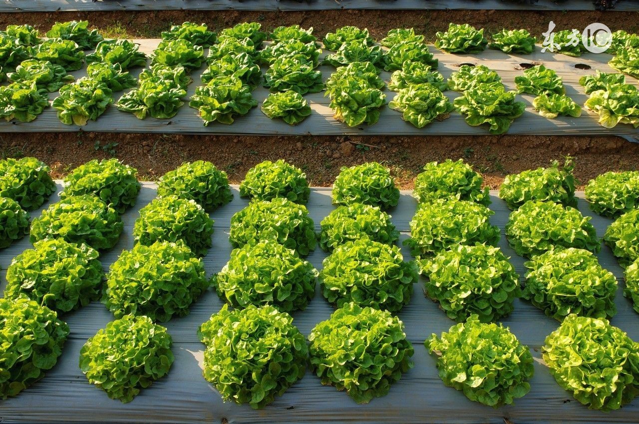 有机农业种植方法和技术,全球86亿亩有机农业的真实现状