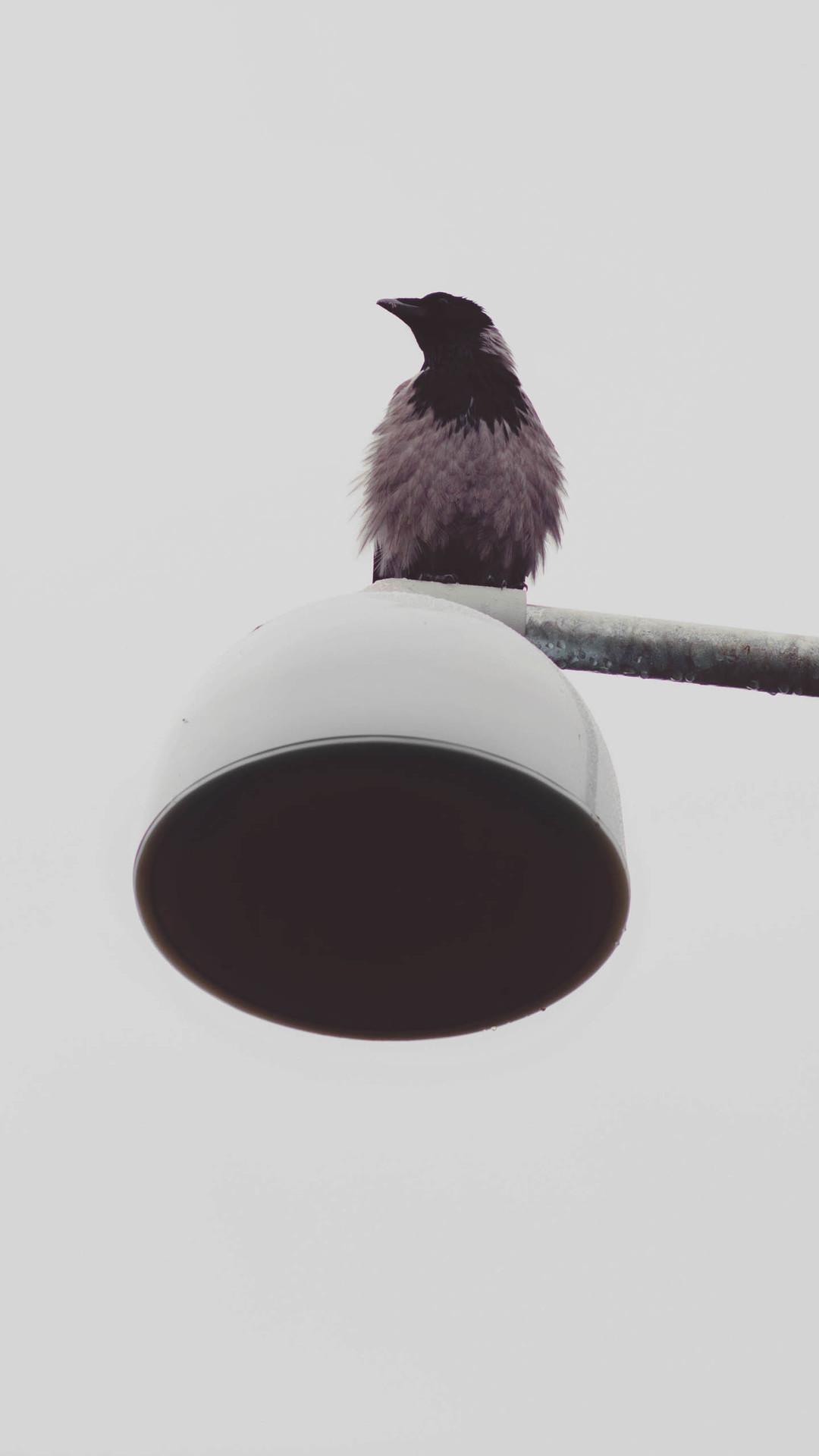 榛戠櫧鑹茬郴鍒涙剰澹佺焊,鎵嬫満澹佺焊榛戠櫧鍥剧墖