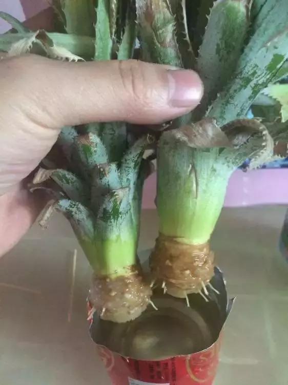 盆栽菠萝能长叶结果，苹果籽也能种出漂亮的小盆栽