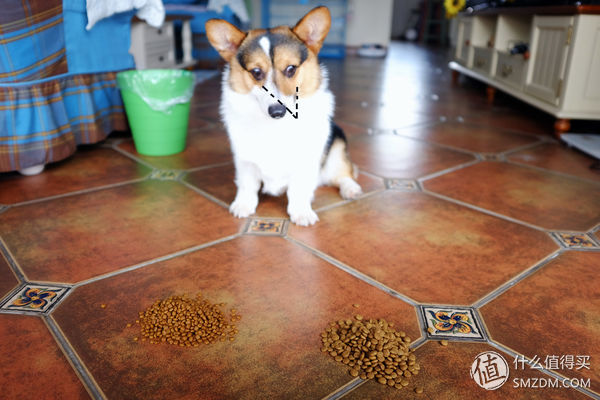 目测托米你要火!丝倍亮成犬全价托米亲吃评测以及托米的成长史