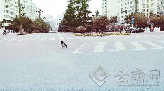 昆明国贸路与宝海路口4小狗坐路中一年守望喂养主人