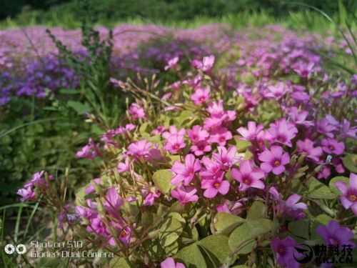 金立s10四摄价格,金立s10的手机测评