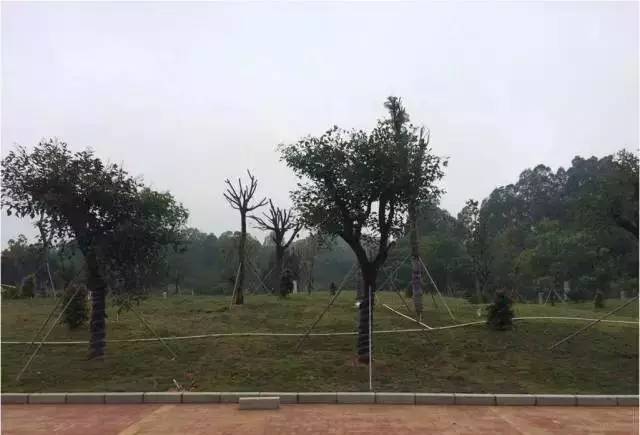 南山三甲医院,南山三甲医院有哪些