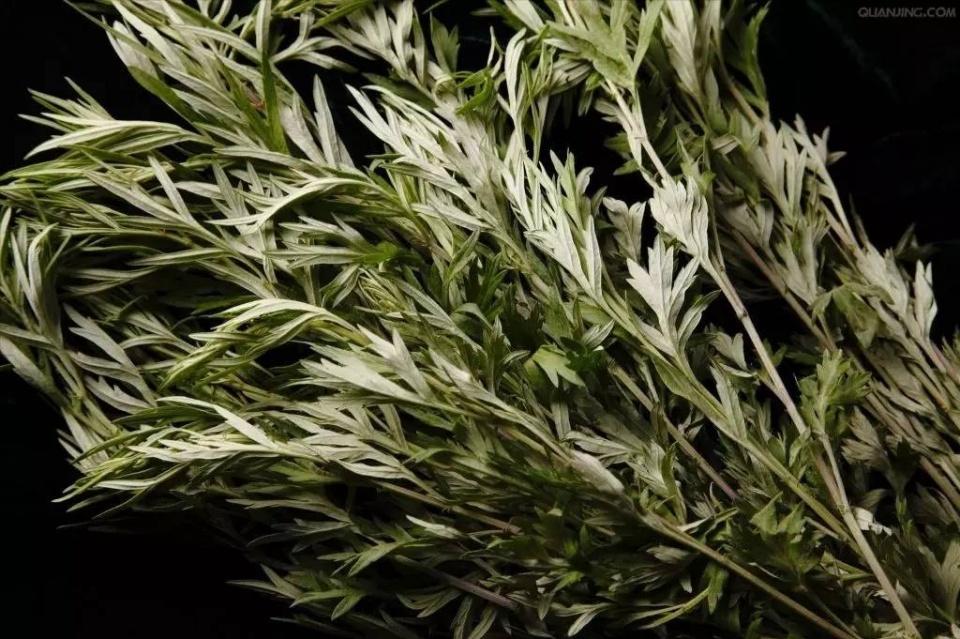 艾草的用法有很多你具体知道哪些,艾草的用法主要有几种图片