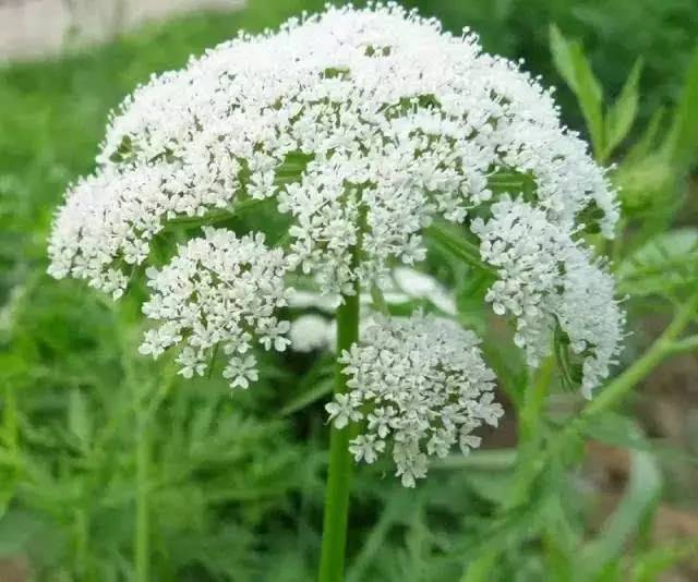 每天一味中药夏枯草,每天一味中药视频