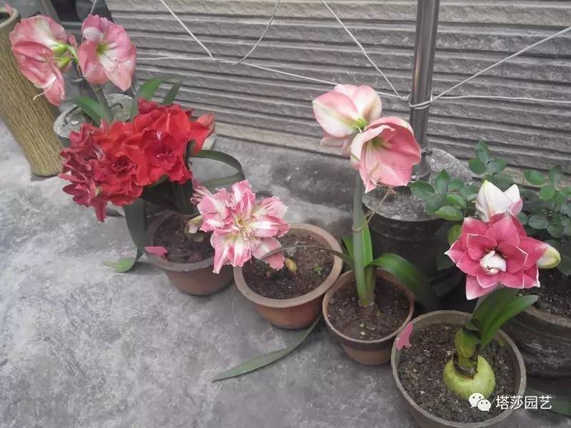 小城花事，泥土中滋生的花园梦