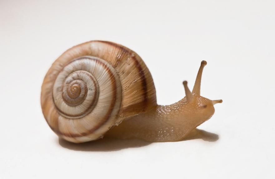 我们常见的蜗牛可不可以吃,蜗牛难道也可以吃吗