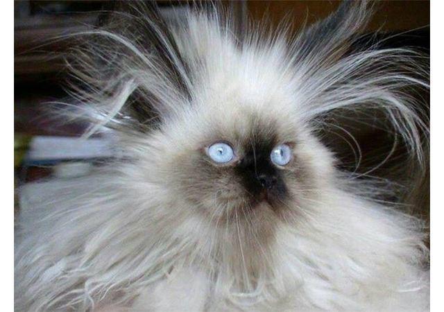 细软发质拉直容易翘,细软卷头发怎么烫成粗硬直发