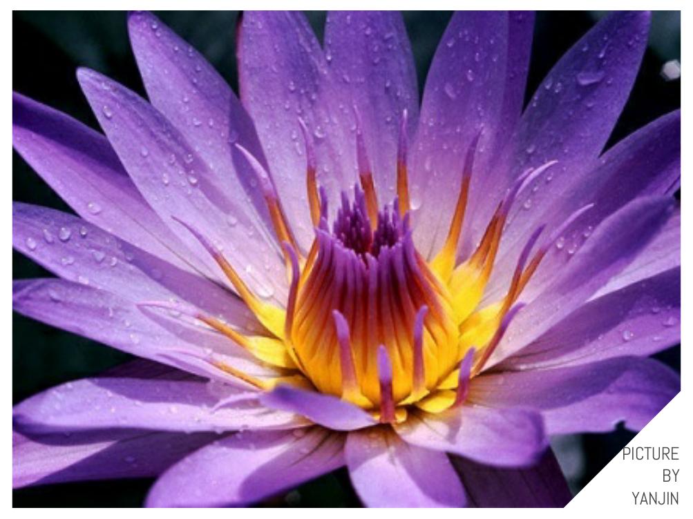 世界上最贵的花是什么,史上最贵的十种花和价格