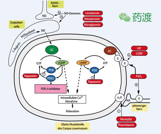 重磅炸弹药物,他达拉非可以根治ed吗