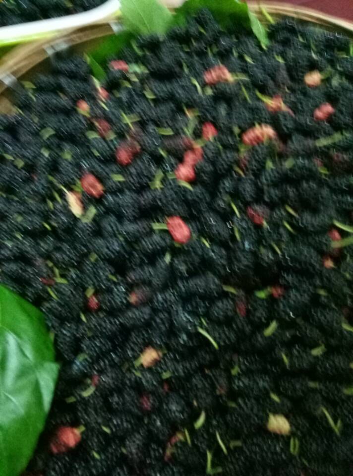 桑果酒配方大全,桑葚养生酒配方