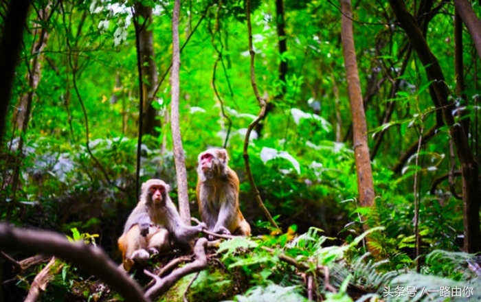 张家界天门山大峡谷旅游攻略,张家界天门山森林公园自由行攻略