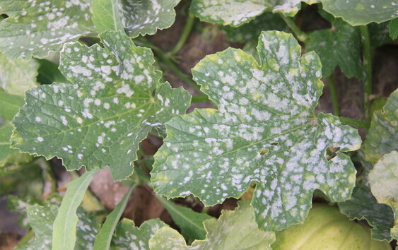 甜瓜白粉病害图片及防治,甜瓜黄泡病怎么治