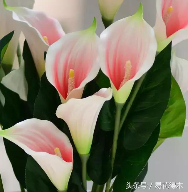 如何才能让马蹄莲复花,马蹄莲什么时候休眠什么时候开花