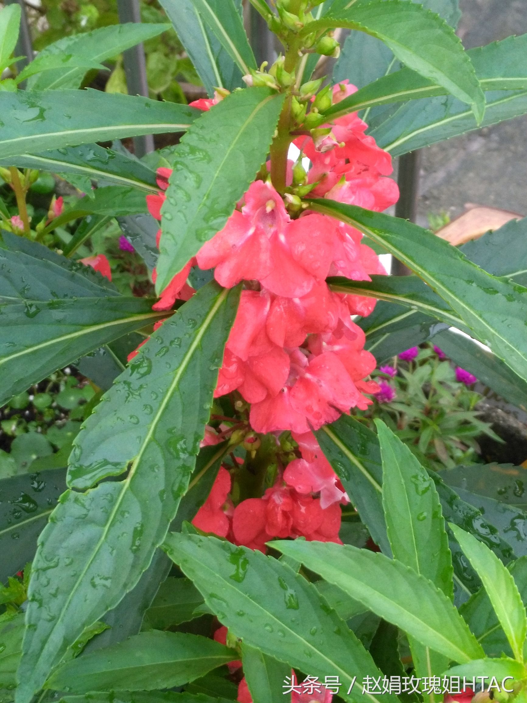 花草间,美甲绿色植物