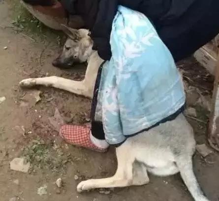 对狗狗最有害的水果,对狗致命的10种花