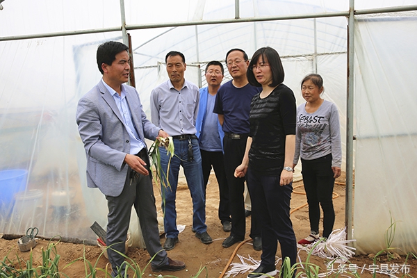 调研孟城成丰蔬菜农民专业合作社蔬菜大棚