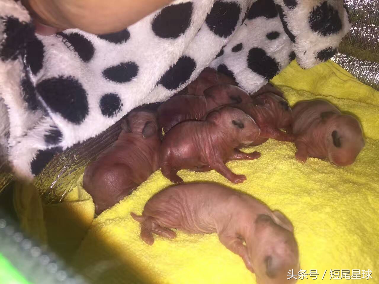 如何照顾新生兔宝宝,7月份刚生产兔宝宝怎么照顾