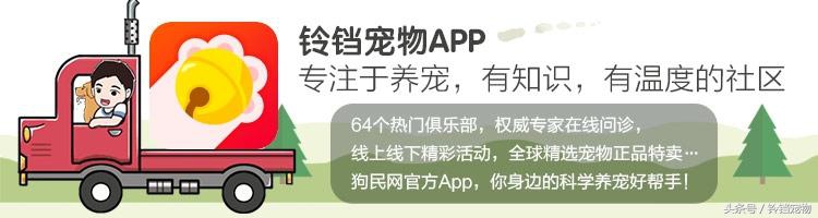 猫狗一起拆家了 (猫狗拆家)