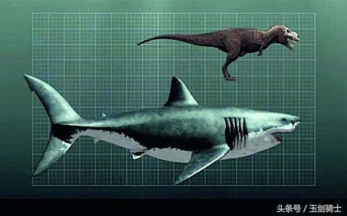 世界上最厉害的动物平头哥,平头哥盘点十大速度最快的动物