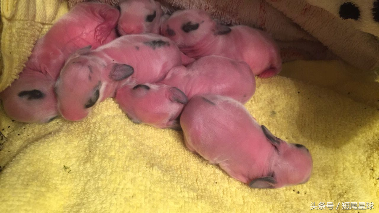 如何照顾新生兔宝宝,7月份刚生产兔宝宝怎么照顾